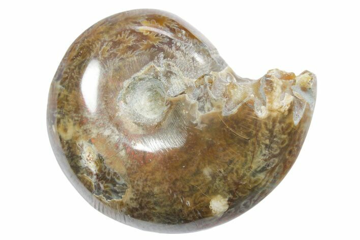 Polished Ammonite (Phylloceras) Fossil - Madagascar #349795